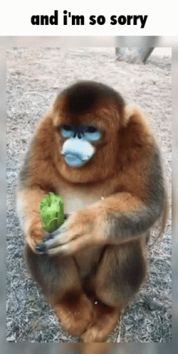 Monkey Where Are You And Im So Sorry GIF - Monkey Where Are You And Im So Sorry Where Are You GIFs