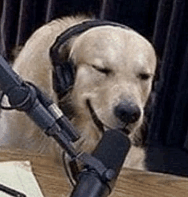 a dog wearing headphones is sitting in front of a microphone with its eyes closed .