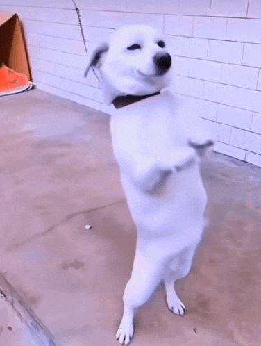 a white dog standing on its hind legs with a collar around its neck