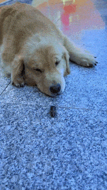 a dog laying on a marble floor with a bug on the ground
