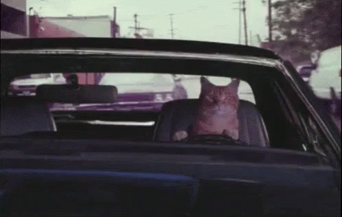 Honk Honk GIF - Cat Driving Honk GIFs