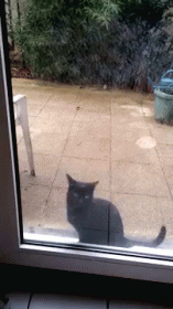 Let. Me. In. GIF - Cats Let Me In Funny GIFs