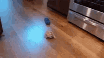 a cat is walking on a wooden floor next to a stainless steel oven .