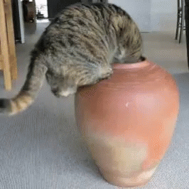 Cat Funny GIF - Cat Funny Vase GIFs