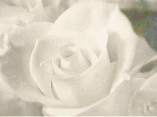 a woman is surrounded by white roses looking at the camera