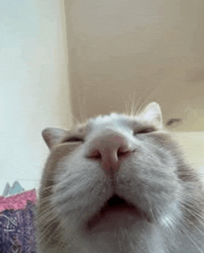 a close up of a cat taking a selfie with its eyes closed .