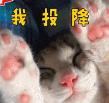 我投降 GIF - Surrender Cat Paw GIFs