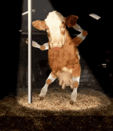 a brown and white cow is standing on its hind legs in a barn