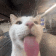 a close up of a white cat with its tongue out .