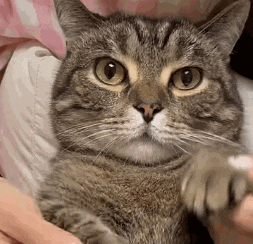 a person is holding a cat in their arms and looking at the camera .