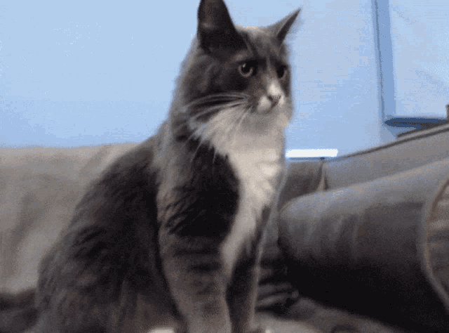 a grey and white cat is sitting on a couch