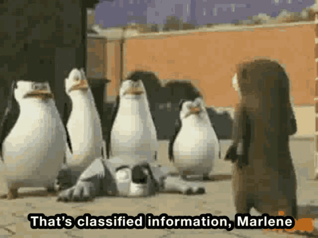 a group of penguins standing next to each other with the words that 's classified information marlene written below them