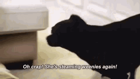a black cat is standing next to a white dog and saying `` oh crap she 's steaming weenies again '' .