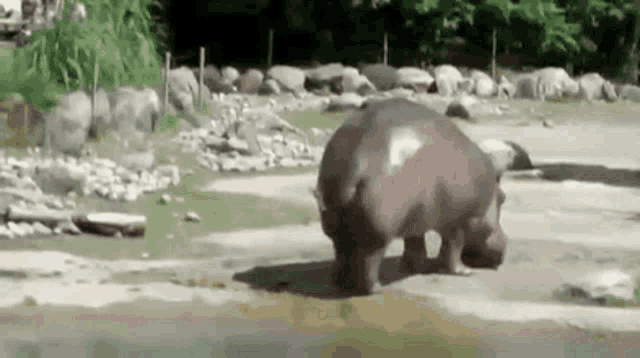 a hippopotamus is standing on its hind legs on a dirt road .