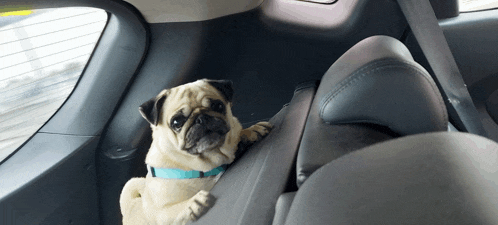 a small pug dog is sitting in the back seat of a car