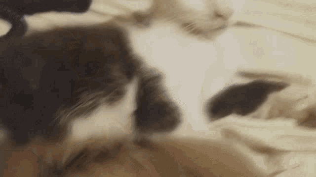a black and white cat is laying down on a bed