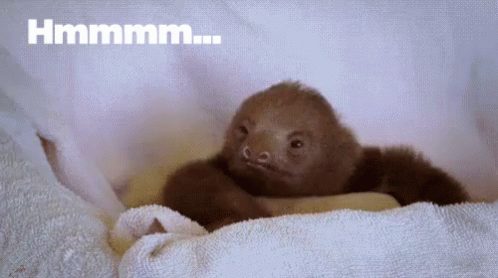 Fascinating GIF - Sloth Thinking Contemplating GIFs