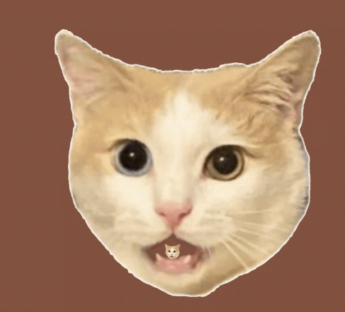Shookimi Cat GIF - Shookimi Shook Cat GIFs