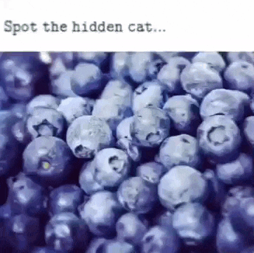 Blueberry Cat GIF - Blueberry Cat GIFs