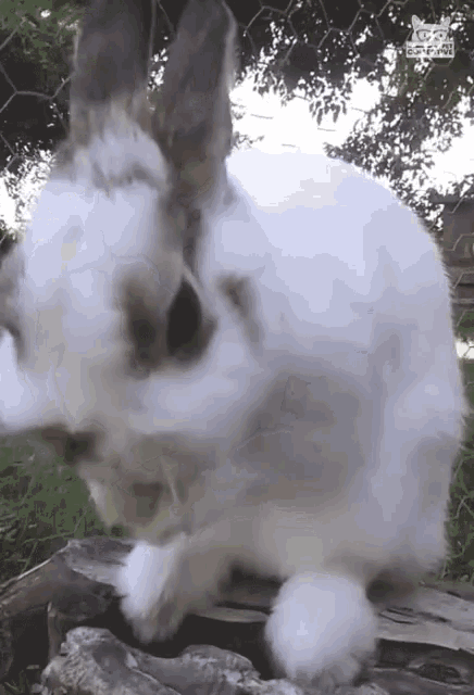 Cleaning Rabbit Rabbit GIF - Cleaning Rabbit Rabbit Cleaning GIFs