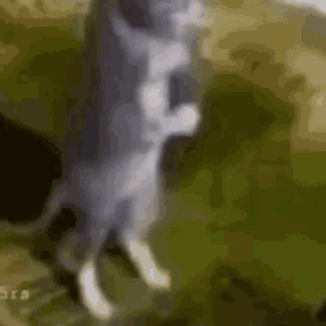 a cat is standing on its hind legs on top of a grass covered field .