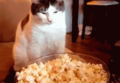 猫咪 爆米花 想吃 馋 GIF - Cat Kitten Popcorn GIFs