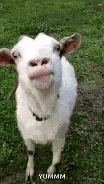 a white goat is standing in the grass with its tongue out and making a funny face .