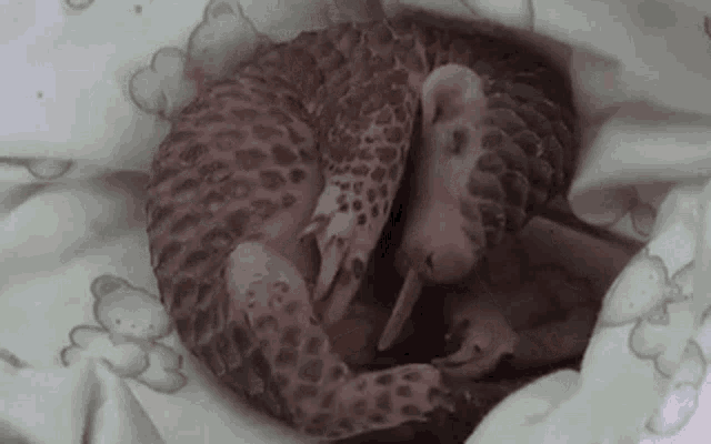 a baby pangolin is sleeping on a blanket on a bed .
