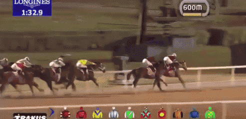 Horse Race GIF - Horse Race GIFs