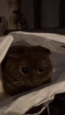 a cat is looking out of a white bag