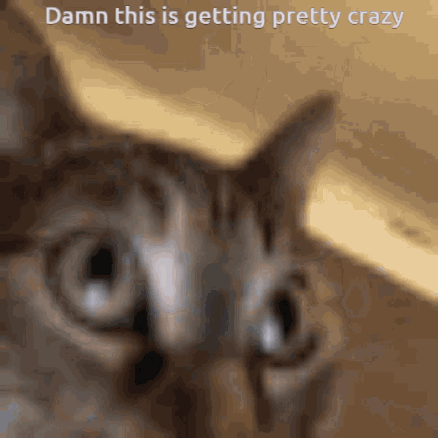 Cat Freaking Out GIF - Cat Freaking Out Going Crazy GIFs
