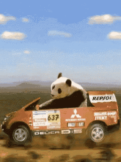 a panda bear is driving a car with the number 637 on it