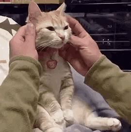 a person is petting a cat with their hands while it looks at the camera .