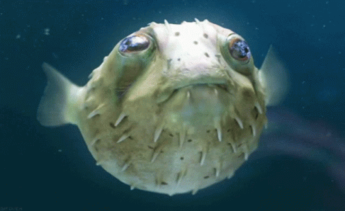 Fish Blowfish GIF
