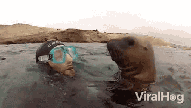 Seal Boop GIF - Seal Boop Kiss GIFs