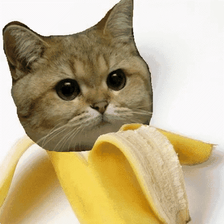 B2x Banana GIF - B2x Banana Cat GIFs