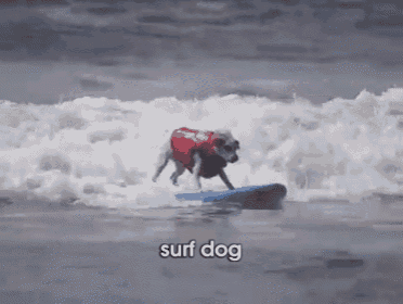a dog wearing a life jacket is riding a wave on a surfboard with the words surf dog below it