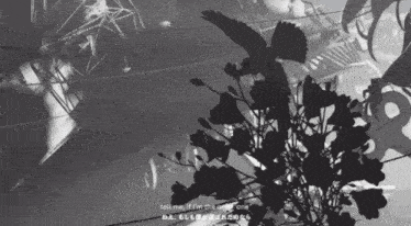a black and white photo with a bird and the words tell me if i 'm the one one