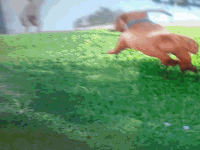 a blurred image of a dog standing on a grassy hill