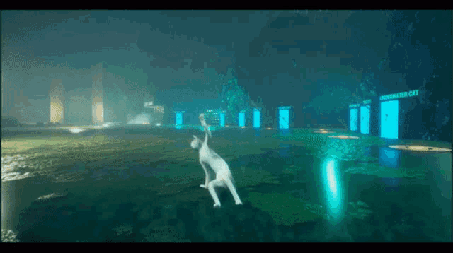 a white cat is standing in a swamp with a sign that says underwater cat