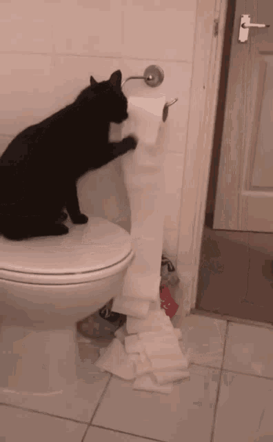 Toilet Paper Toilet GIF - Toilet Paper Toilet Cat GIFs