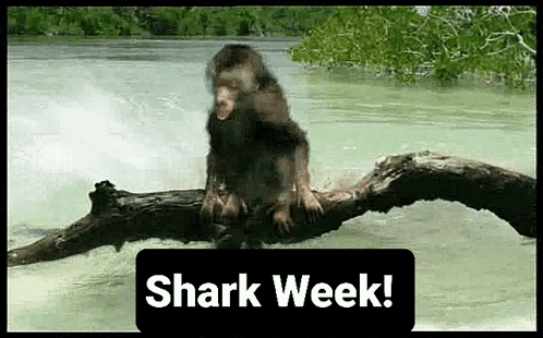 Shark Week Shark Attack GIF - Shark Week Shark Attack GIFs