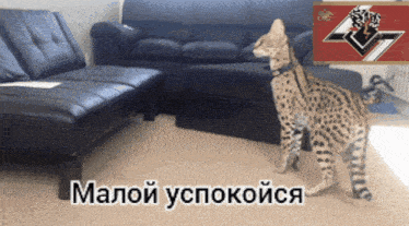 пон сервал GIF