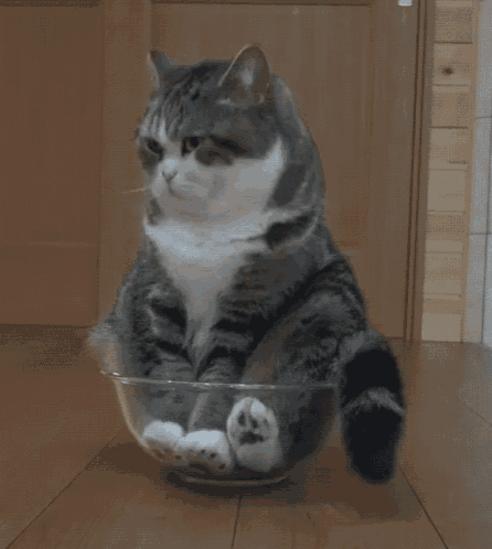 Cat Wait GIF - Cat Wait Bowl GIFs