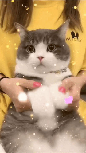 Tudou Cat GIF - Tudou Cat Cute GIFs