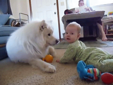 You'Ve Got Something Right There GIF - Dogs Baby Lick GIFs