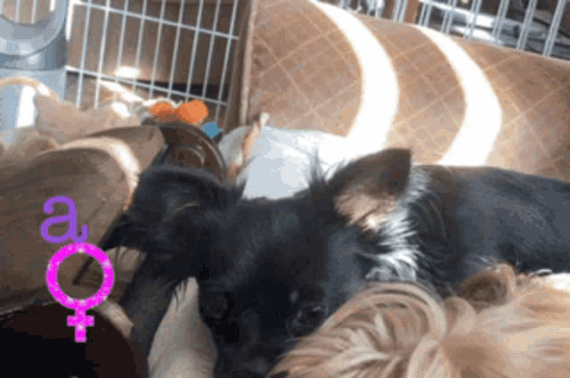 a black dog laying on a bed with a female symbol on the bottom right