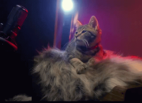 Cats Cat Music GIF - Cats Cat Music Live GIFs