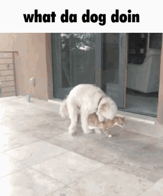 What Da Dog Doin GIF - What Da Dog Doin GIFs