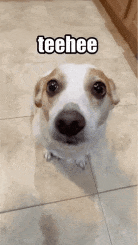 a dog is sitting on a tiled floor and looking up at the camera with the words teehee above it